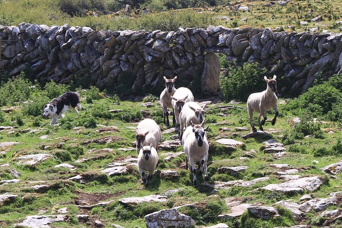 8 Day Emerald Explorer Small Group of tour of Ireland - Connemara, Kylemore Abbey, and sheepdogs at work