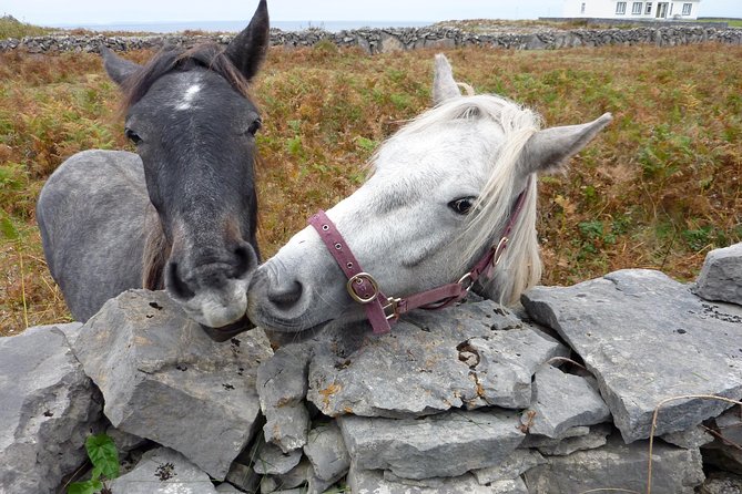 Aran Islands Scenic Flight and Galway Rail Tour from Dublin - Who should book this day trip