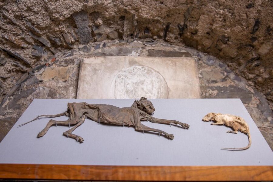 Christ Church Cathedral Entrance Ticket & Self-Guided Tour - Should you book this ticket?