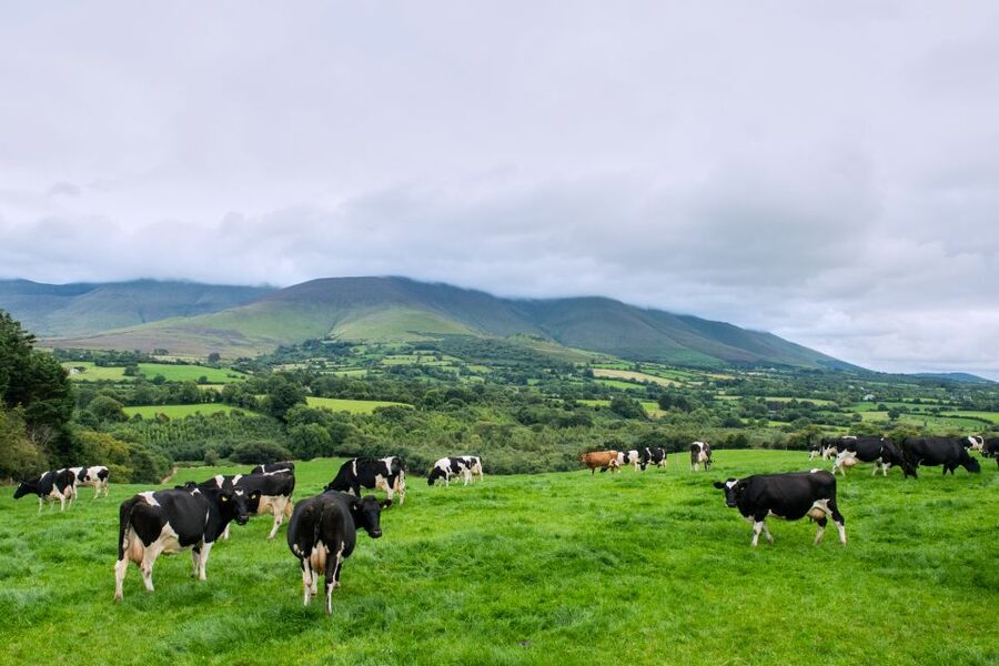 Cliffs of Moher and Blarney 2-Day Tour from Dublin - Blarney Castle and the famous stone