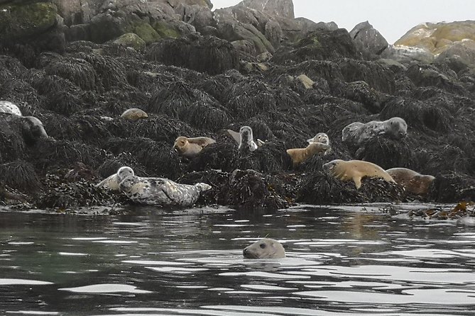 Dublin Bay Seal Kayaking Safari at Dalkey - The Guide’s Stories Add Context