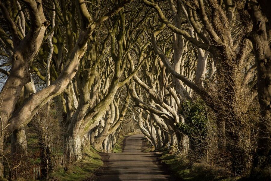Dublin: Giant's Causeway, Dark Hedges & Titanic Guided Tour - A brief look at Dunluce Castle