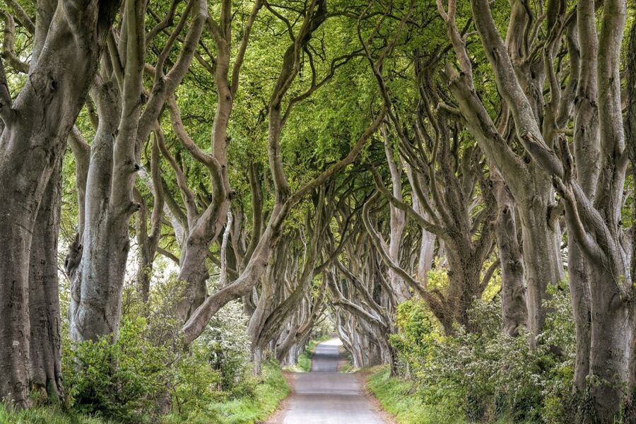Dublin: Giants Causeway, Dark Hedges, Dunluce & Belfast Tour - Belfast gets a taste, not a full tour