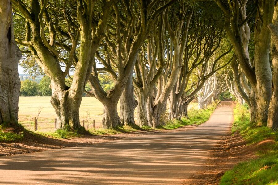 Dublin: Giants Causeway, Dark Hedges, Dunluce & Belfast Tour - Who should book this day trip
