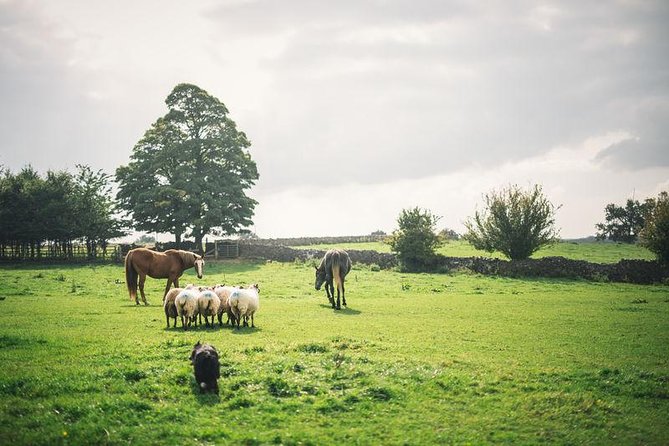 Dublin: Glendalough, Wicklow, Kilkenny and Sheepdog demonstration - At a glance