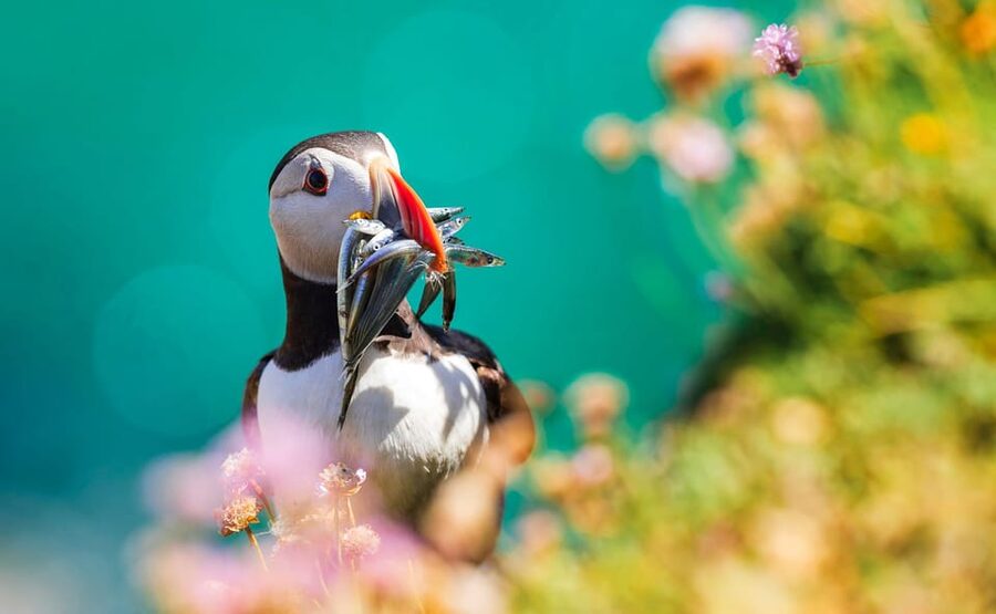Dublin: Howth Coast and Ireland's Eye Boat Tour - FAQ