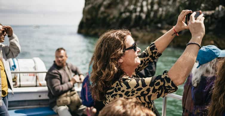 Dublin: Howth Coastal Boat Tour - Wildlife is part of the luck