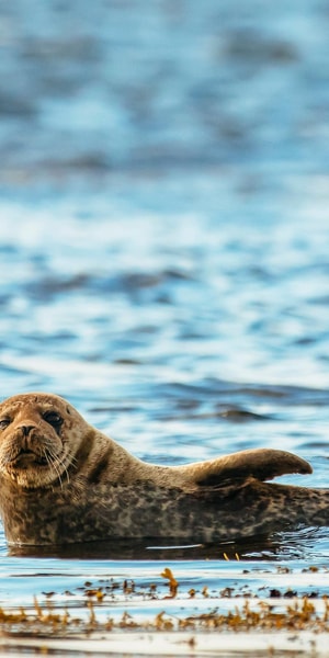 Dublin: Howth Coastal Boat Tour - Skipper stories and local music