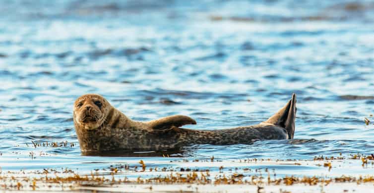 Dublin: Howth Coastal Boat Tour - Circling Ireland’s Eye