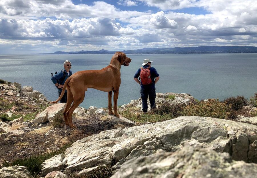 Dublin: Howth Coastal Hiking Tour - Heathland trails and the climb to the Ben