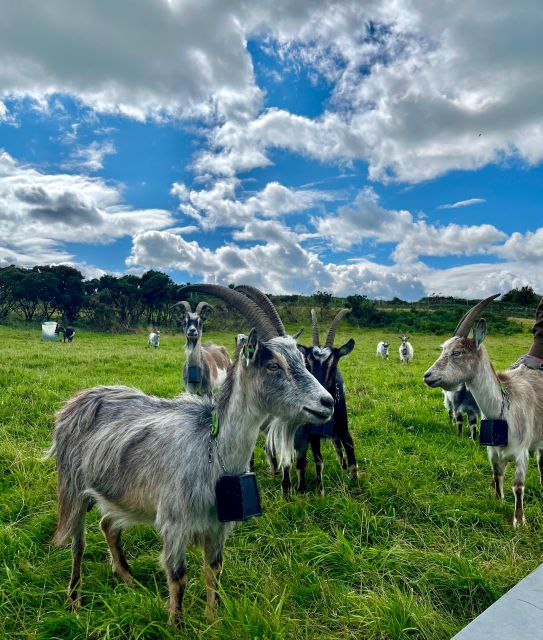 Dublin: Howth Safari Hiking Tour - Who should book this walk?