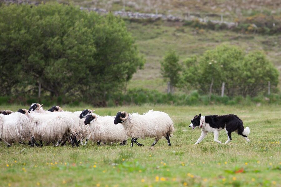 Dublin: Kilkenny, Wicklow & Glendalough Tour & Sheepdog Show - The farm visit: sheepdogs at work