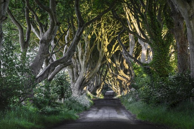 Dublin to Dunluce Castle, Giant's Causeway, Dark Hedges & Belfast - A long day with a lot of ground to cover