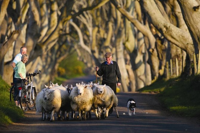 Dublin to Dunluce Castle, Giant's Causeway, Dark Hedges & Belfast - Giving Giant’s Causeway the most time