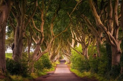 Giant’s Causeway, Dark Hedge & Belfast Tour