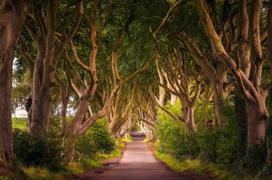From Dublin: Giant's Causeway, Dark Hedge & Belfast Tour - The Dark Hedges: a short, photogenic pause