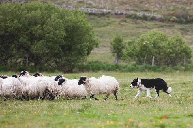 From Dublin: Wicklow, Glendalough, Waterfall & Sheepdog demo - Glendalough: two hours among ruins and lakes
