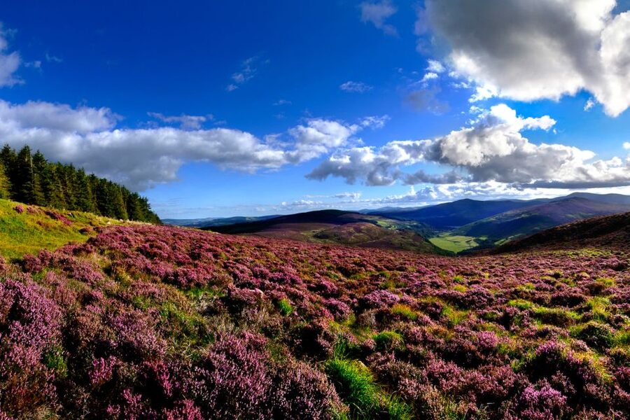 From Dublin: Wicklow Mountains, Glendalough, & Kilkenny Tour - Kilkenny: cobbled lanes, craft and a castle