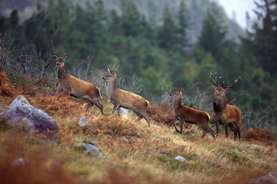 Ireland: 2 Day Wild Atlantic Way Tour - The long drive back through Adare