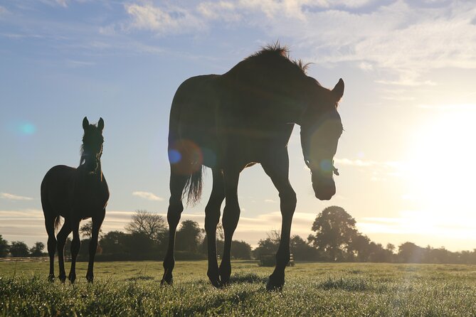 Irish National Stud & Gardens Skip the line Entrance - A stud farm, a racing story, and room to wander