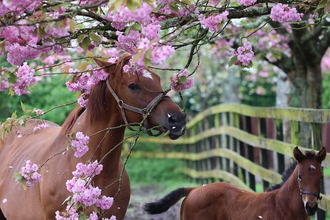 Irish National Stud & Gardens Skip the line Entrance - Living Legends add a personal link to racing