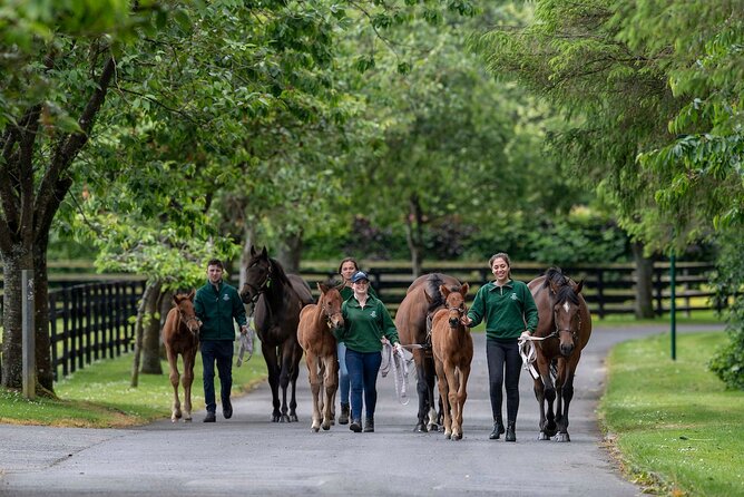 Irish National Stud & Gardens Skip the line Entrance - Is the ticket good value?