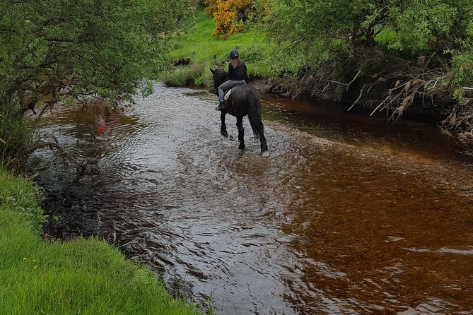 Wicklow Mountains Horse Trekking - Following The Wicklow Mountains And Kings River Valley